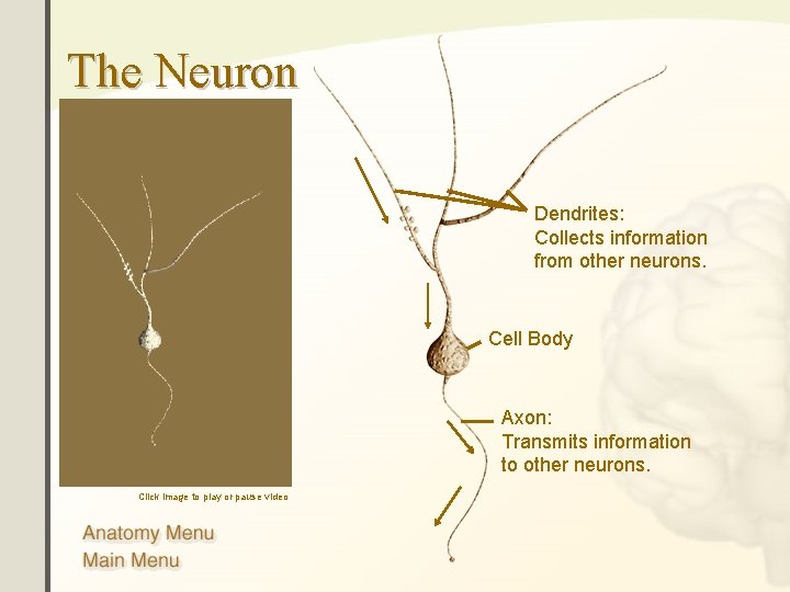 The Neuron Dendrites: Collects information from other neurons. Cell Body Axon: Transmits information to