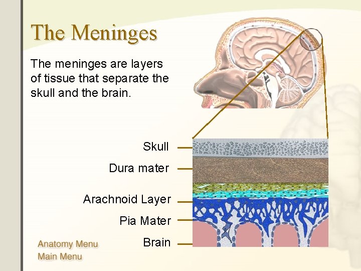 The Meninges The meninges are layers of tissue that separate the skull and the The Meninges The meninges are layers of tissue that separate the skull and the