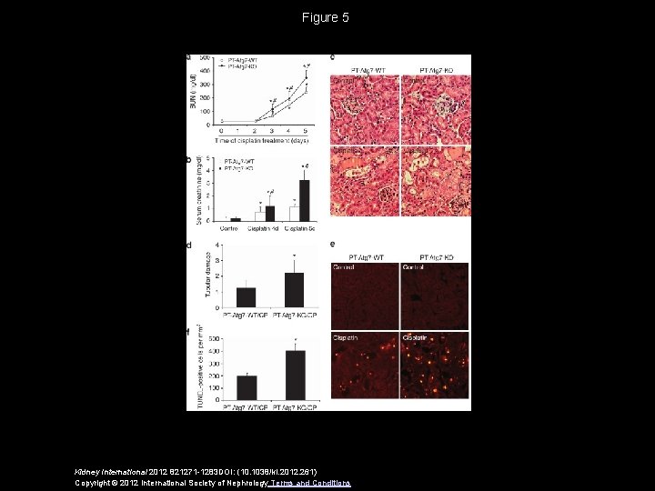 Figure 5 Kidney International 2012 821271 -1283 DOI: (10. 1038/ki. 2012. 261) Copyright ©