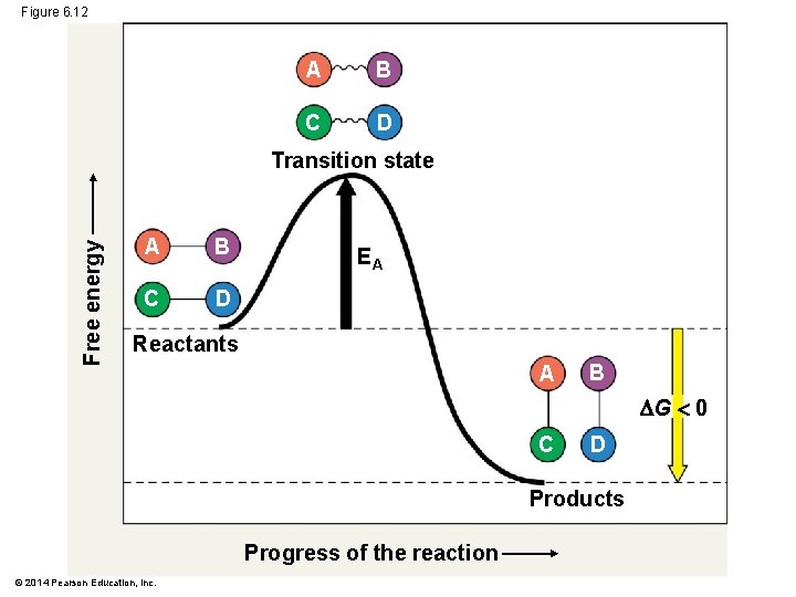 Figure 6. 12 A B C D Free energy Transition state A B C