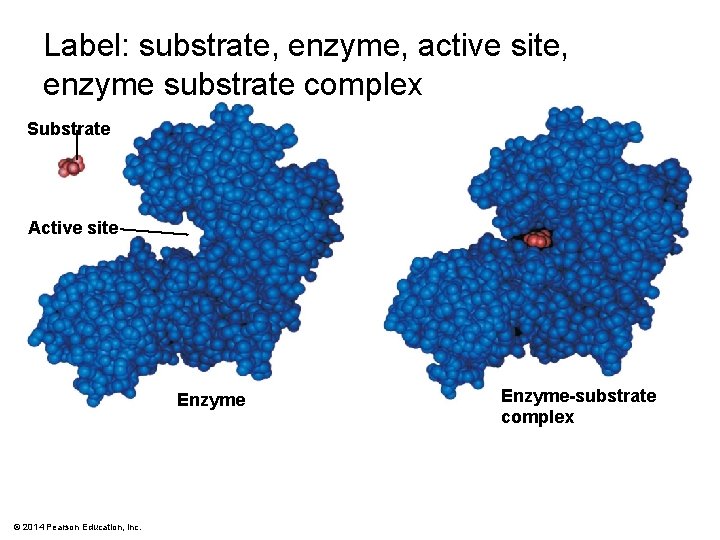 Label: substrate, enzyme, active site, enzyme substrate complex Substrate Active site Enzyme © 2014