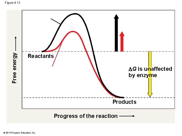 Free energy Figure 6. 13 Reactants G is unaffected by enzyme Products Progress of