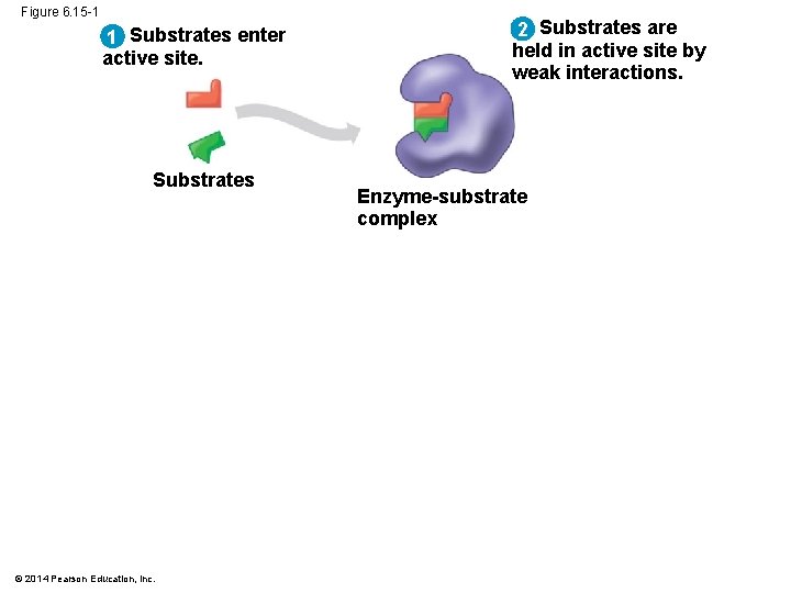 Figure 6. 15 -1 1 Substrates enter active site. Substrates © 2014 Pearson Education,