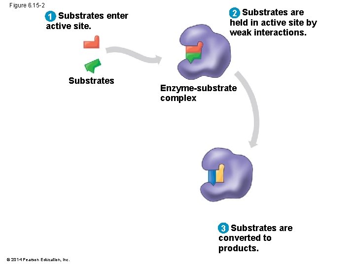 Figure 6. 15 -2 1 Substrates enter active site. Substrates 2 Substrates are held