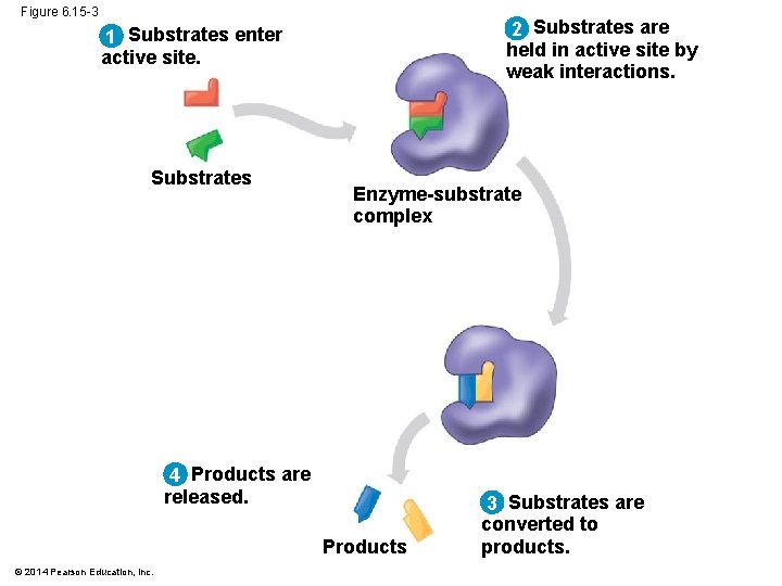 Figure 6. 15 -3 2 Substrates are held in active site by weak interactions.