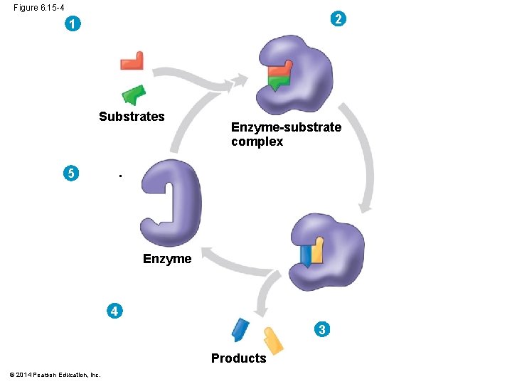 Figure 6. 15 -4 2 1 Substrates Enzyme-substrate complex . 5 Enzyme . 4