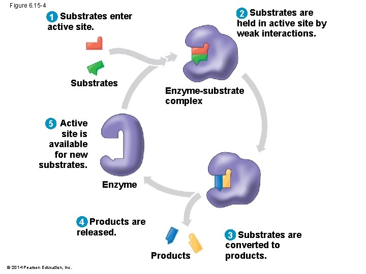 Figure 6. 15 -4 2 Substrates are held in active site by weak interactions.