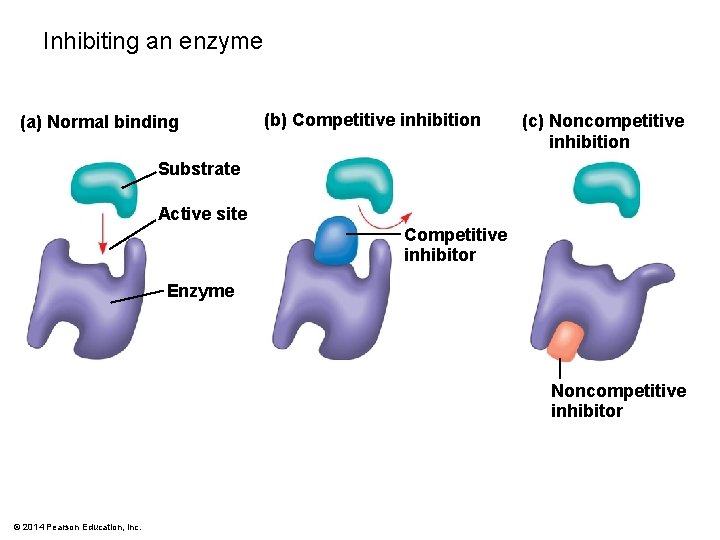 Inhibiting an enzyme (a) Normal binding (b) Competitive inhibition (c) Noncompetitive inhibition Substrate Active