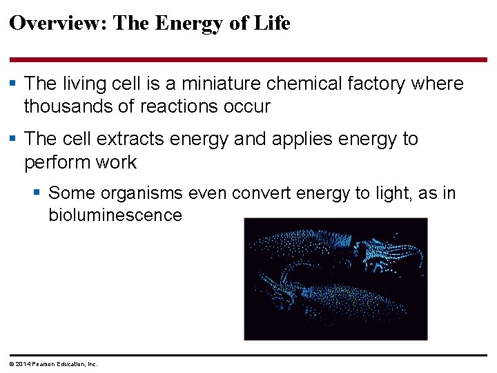 Overview: The Energy of Life § The living cell is a miniature chemical factory