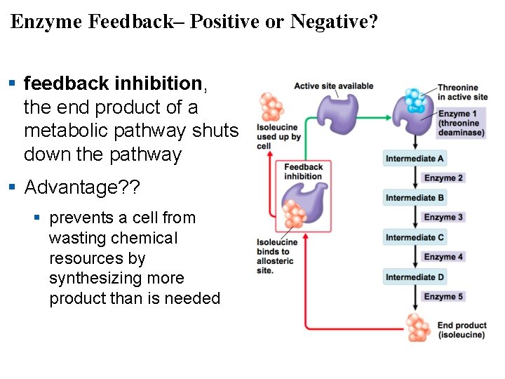 Enzyme Feedback– Positive or Negative? § feedback inhibition, the end product of a metabolic