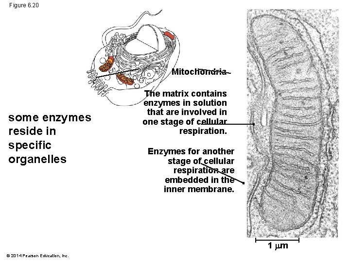Figure 6. 20 Mitochondria some enzymes reside in specific organelles The matrix contains enzymes