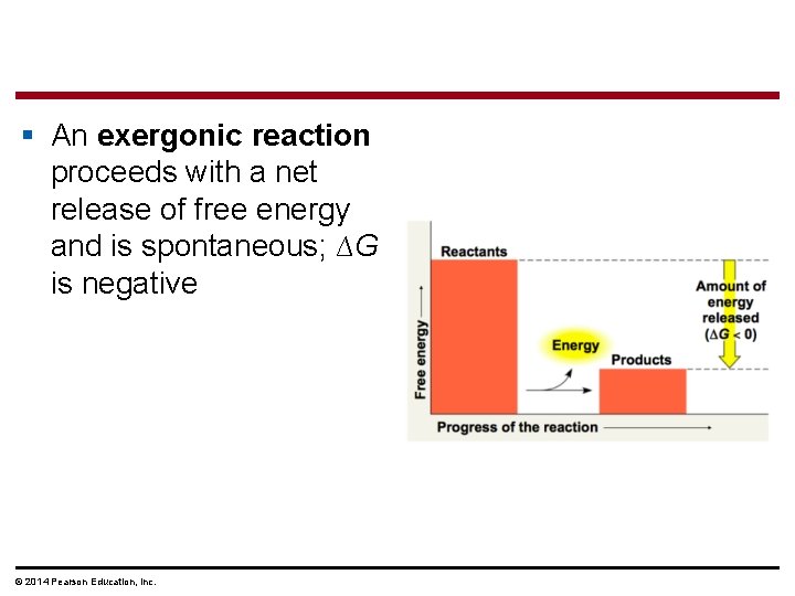 § An exergonic reaction proceeds with a net release of free energy and is