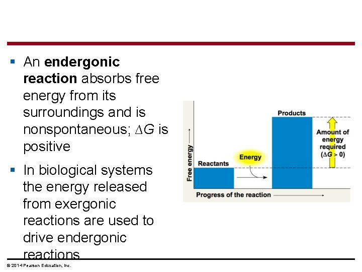 § An endergonic reaction absorbs free energy from its surroundings and is nonspontaneous; ∆G