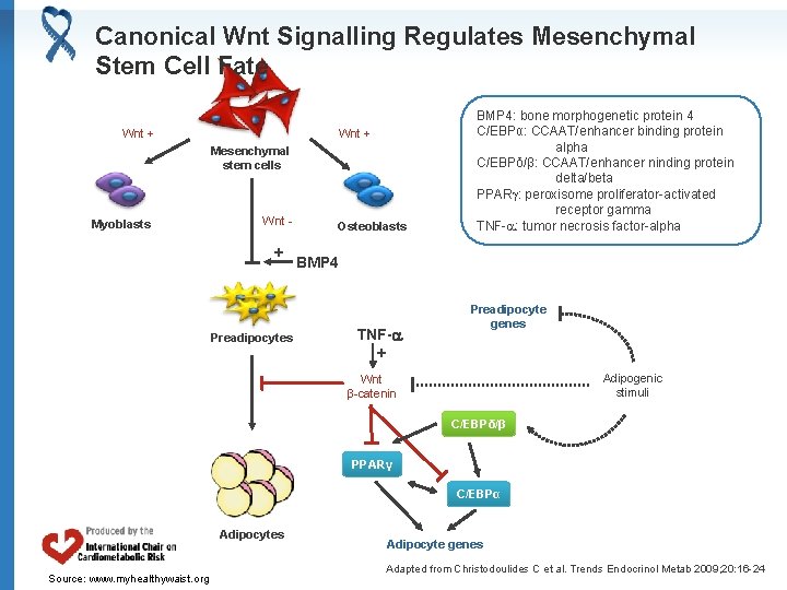 Canonical Wnt Signalling Regulates Mesenchymal Stem Cell Fate Wnt + Mesenchymal stem cells Myoblasts