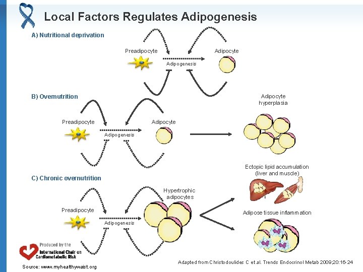 Local Factors Regulates Adipogenesis A) Nutritional deprivation Preadipocyte Adipogenesis Adipocyte hyperplasia B) Overnutrition Adipocyte