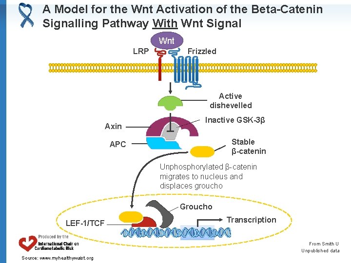 A Model for the Wnt Activation of the Beta-Catenin Signalling Pathway With Wnt Signal