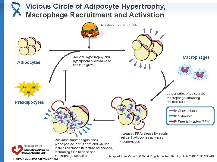 Vicious Circle of Adipocyte Hypertrophy, Macrophage Recruitment and Activation Increased nutrient influx Adipose hypertrophy