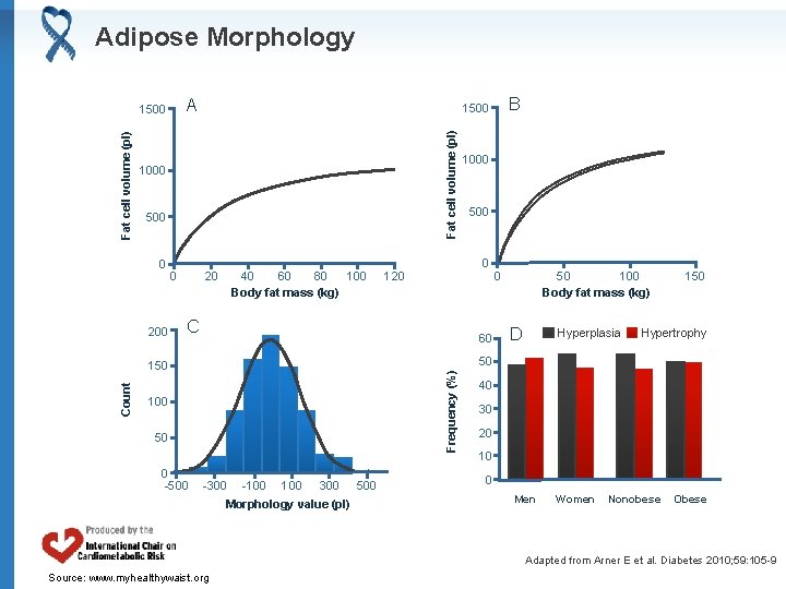 Adipose Morphology A 1000 500 0 20 40 60 80 100 Body fat mass