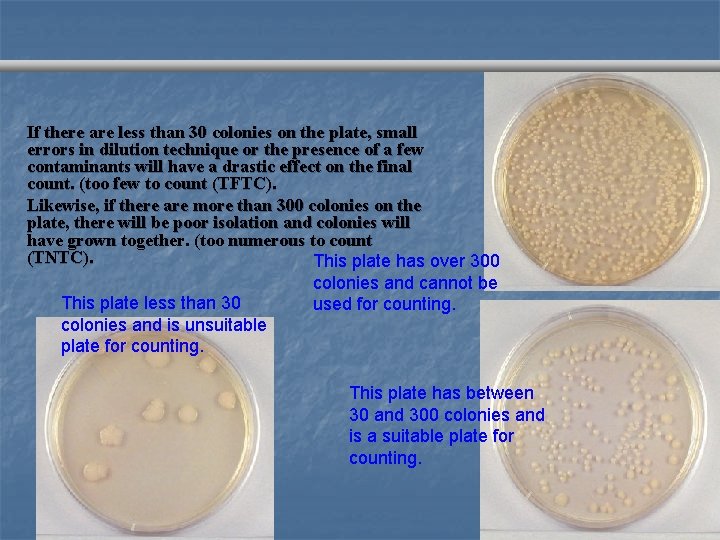 If there are less than 30 colonies on the plate, small errors in dilution