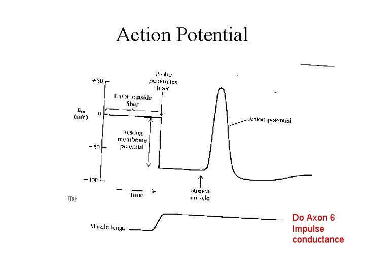 Action Potential Do Axon 6 Impulse conductance 