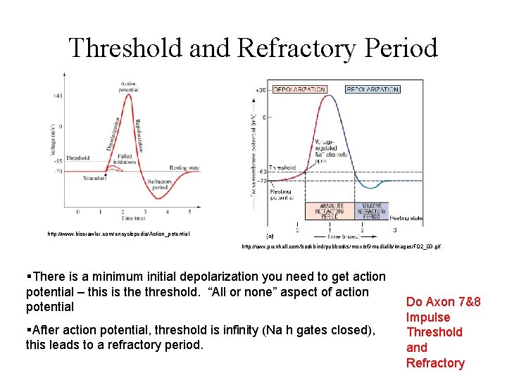 Threshold and Refractory Period http: //www. biocrawler. com/encyclopedia/Action_potential http: //cwx. prenhall. com/bookbind/pubbooks/morris 5/medialib/images/F 02_03.