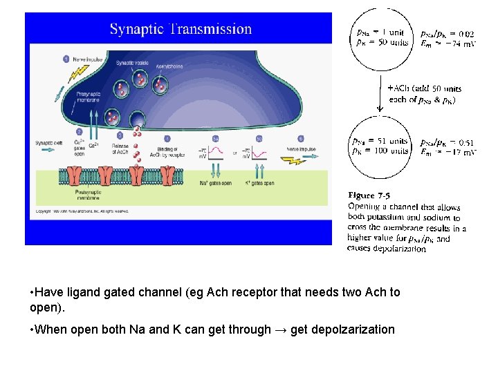  • Have ligand gated channel (eg Ach receptor that needs two Ach to