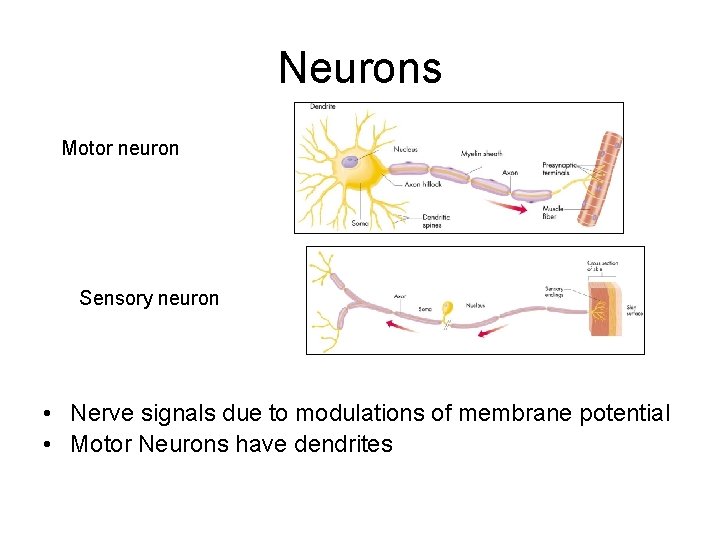 Neurons Motor neuron Sensory neuron • Nerve signals due to modulations of membrane potential