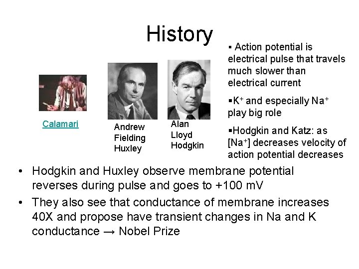 History § Action potential is electrical pulse that travels much slower than electrical current