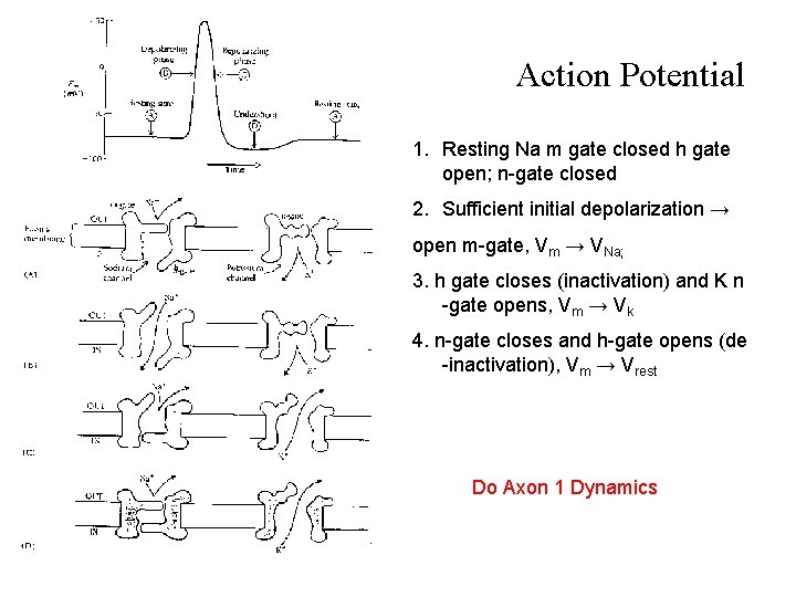 Action Potential 1. Resting Na m gate closed h gate open; n-gate closed 2.