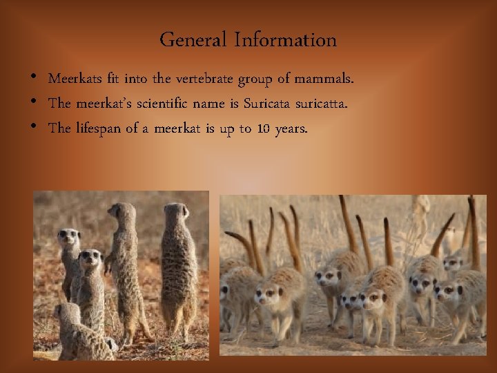 General Information • Meerkats fit into the vertebrate group of mammals. • The meerkat’s