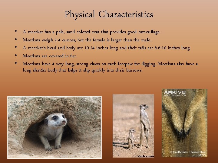 Physical Characteristics • • • A meerkat has a pale, sand colored coat that