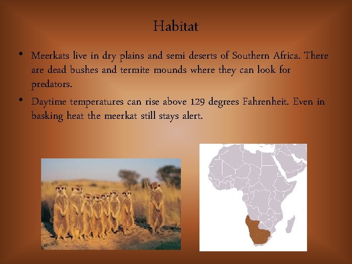 Habitat • Meerkats live in dry plains and semi deserts of Southern Africa. There