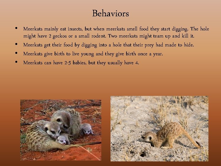 Behaviors • Meerkats mainly eat insects, but when meerkats smell food they start digging.