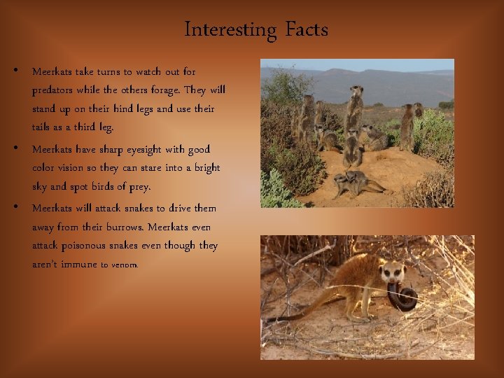 Interesting Facts • Meerkats take turns to watch out for predators while the others