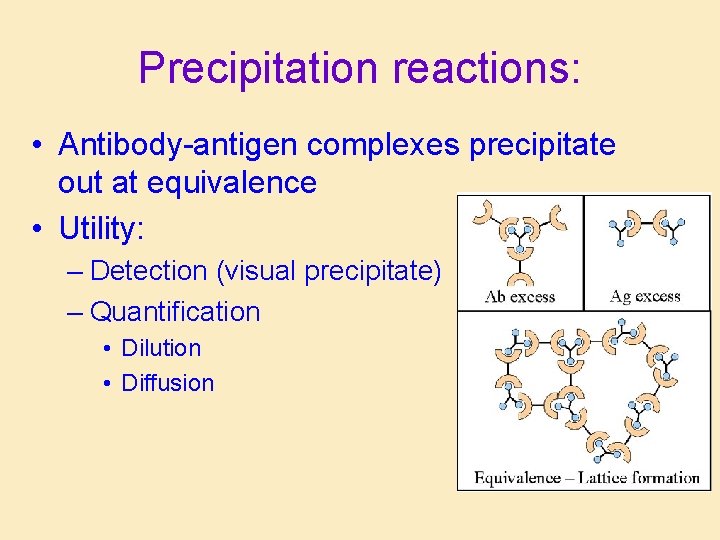Precipitation reactions: • Antibody-antigen complexes precipitate out at equivalence • Utility: – Detection (visual