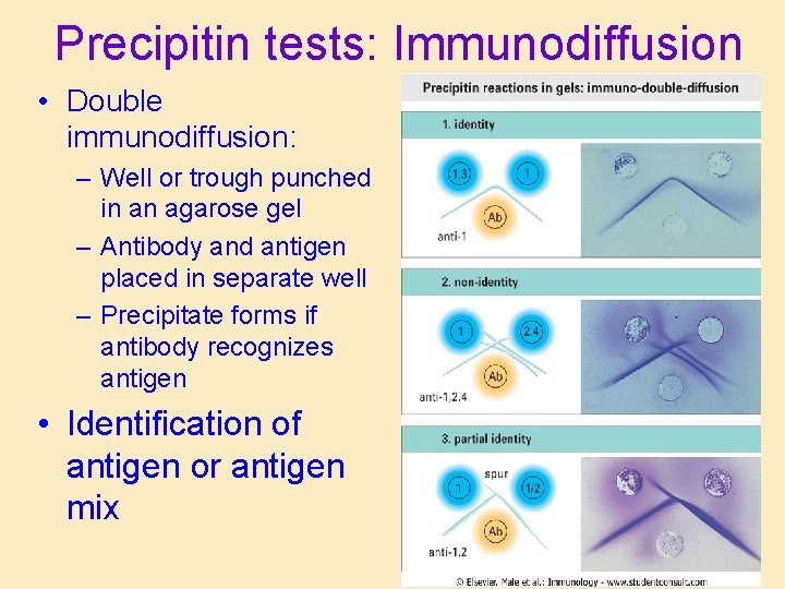Precipitin tests: Immunodiffusion • Double immunodiffusion: – Well or trough punched in an agarose