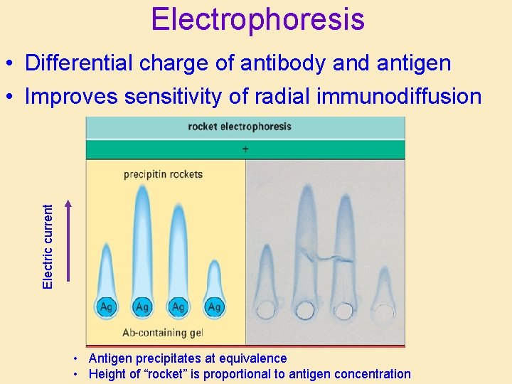 Electrophoresis Electric current • Differential charge of antibody and antigen • Improves sensitivity of