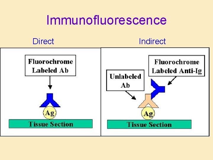 Immunofluorescence Direct Indirect 
