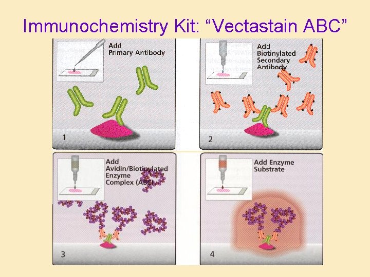 Immunochemistry Kit: “Vectastain ABC” 
