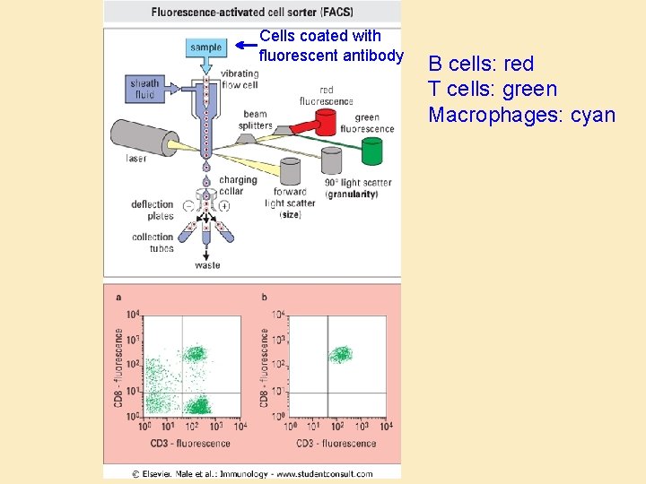 Cells coated with fluorescent antibody B cells: red T cells: green Macrophages: cyan 