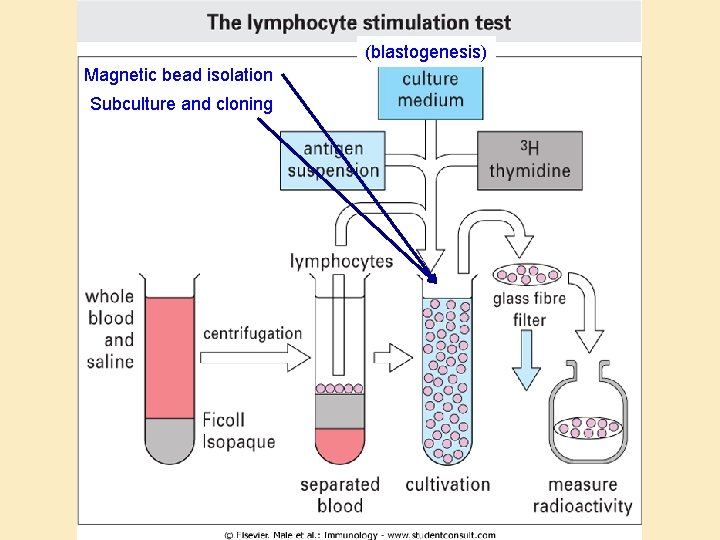 (blastogenesis) Magnetic bead isolation Subculture and cloning 