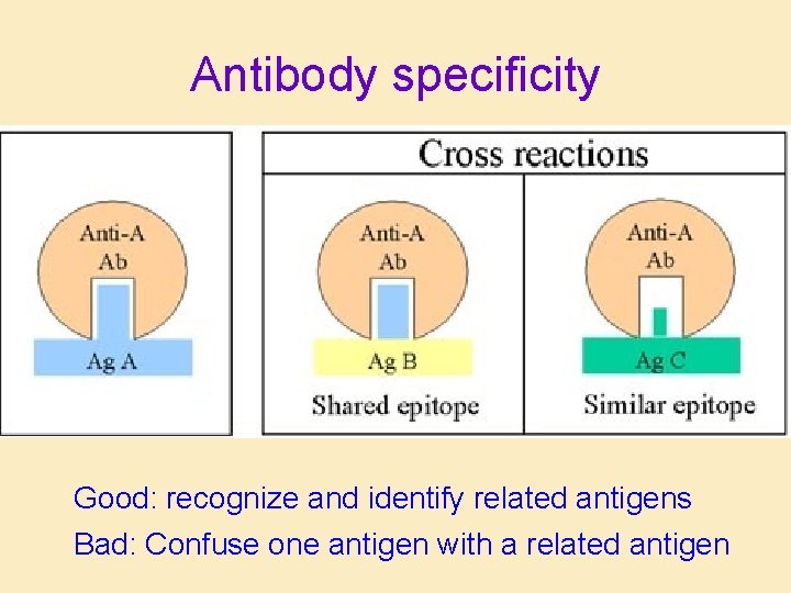 Antibody specificity Good: recognize and identify related antigens Bad: Confuse one antigen with a