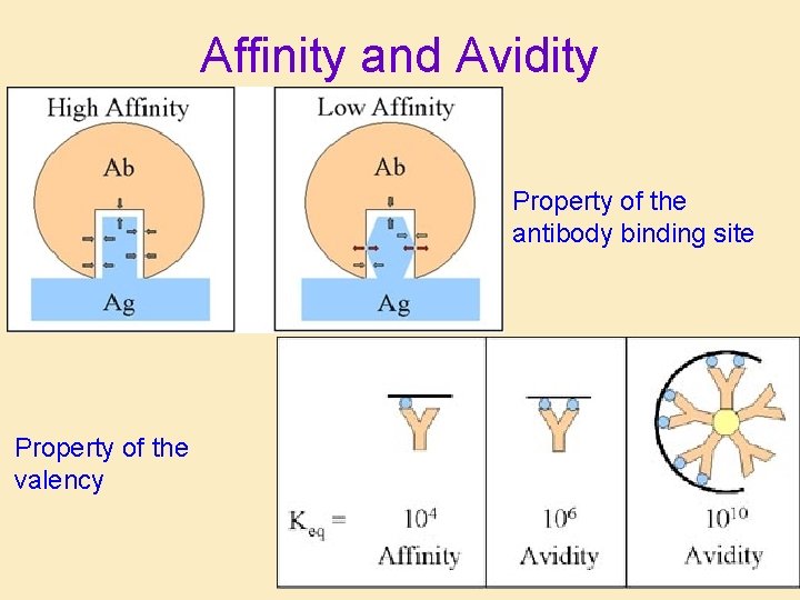 Affinity and Avidity Property of the antibody binding site Property of the valency 