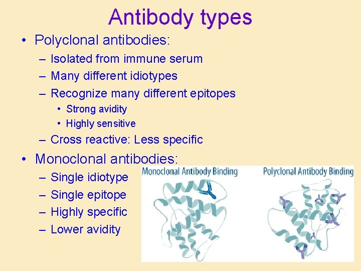 Antibody types • Polyclonal antibodies: – Isolated from immune serum – Many different idiotypes