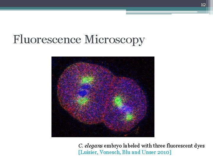 12 Fluorescence Microscopy C. elegans embryo labeled with three fluorescent dyes [Luisier, Vonesch, Blu
