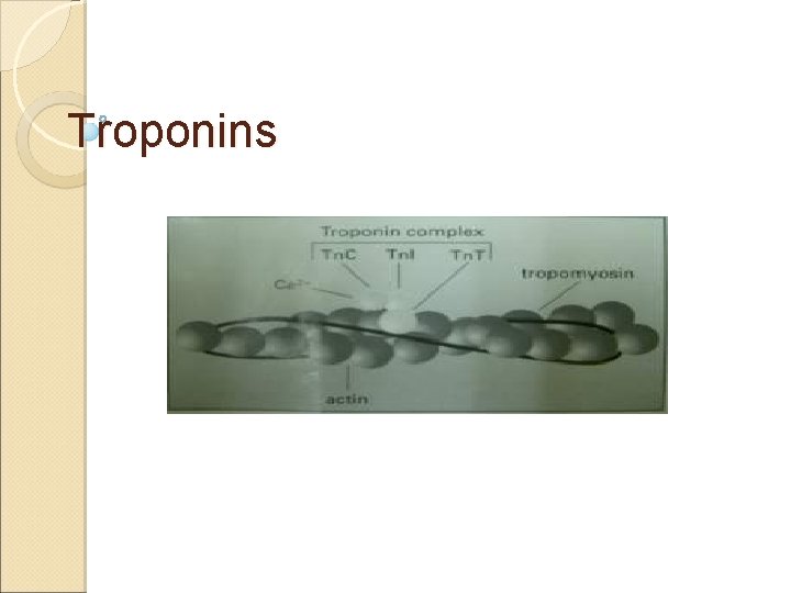 Troponins 