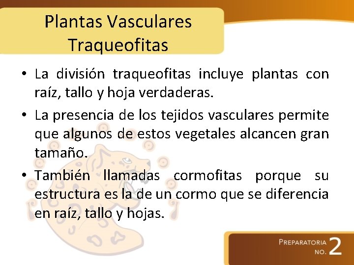 Plantas Vasculares Traqueofitas • La división traqueofitas incluye plantas con raíz, tallo y hoja