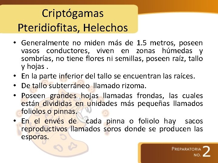Criptógamas Pteridiofitas, Helechos • Generalmente no miden más de 1. 5 metros, poseen vasos