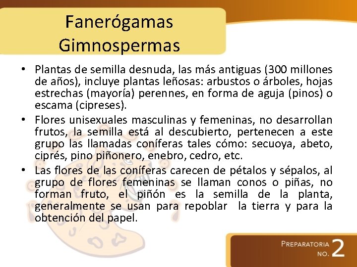 Fanerógamas Gimnospermas • Plantas de semilla desnuda, las más antiguas (300 millones de años),