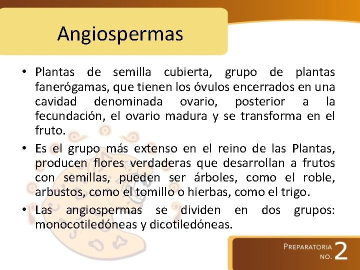 Angiospermas • Plantas de semilla cubierta, grupo de plantas fanerógamas, que tienen los óvulos